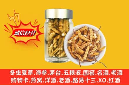白朗县求购回收散虫草